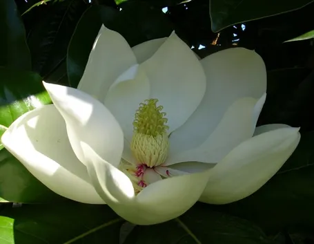 magnolia soulangeana