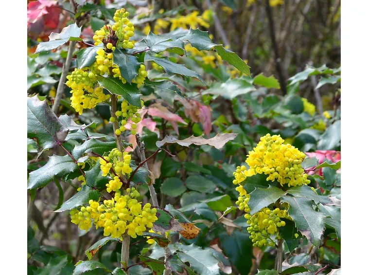 maonia aquifolium