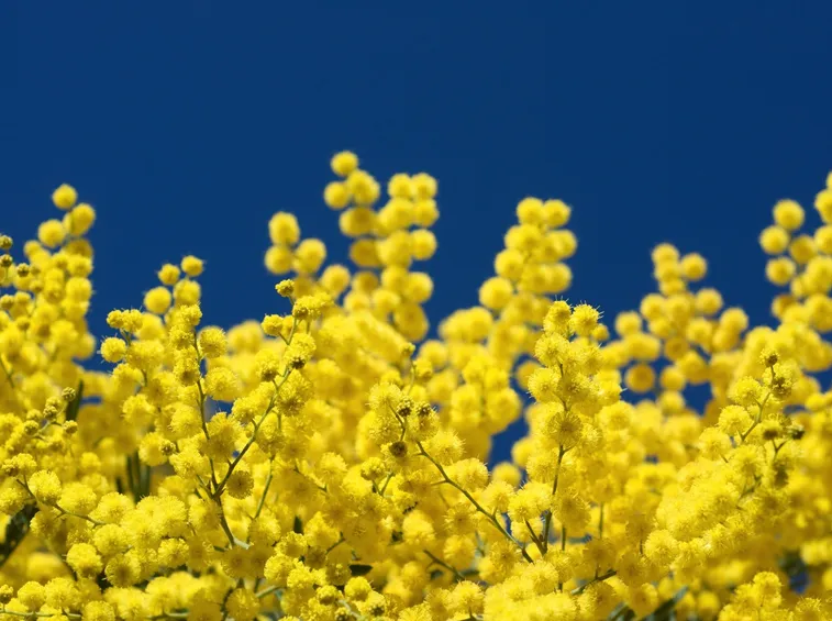 Mimosa  
