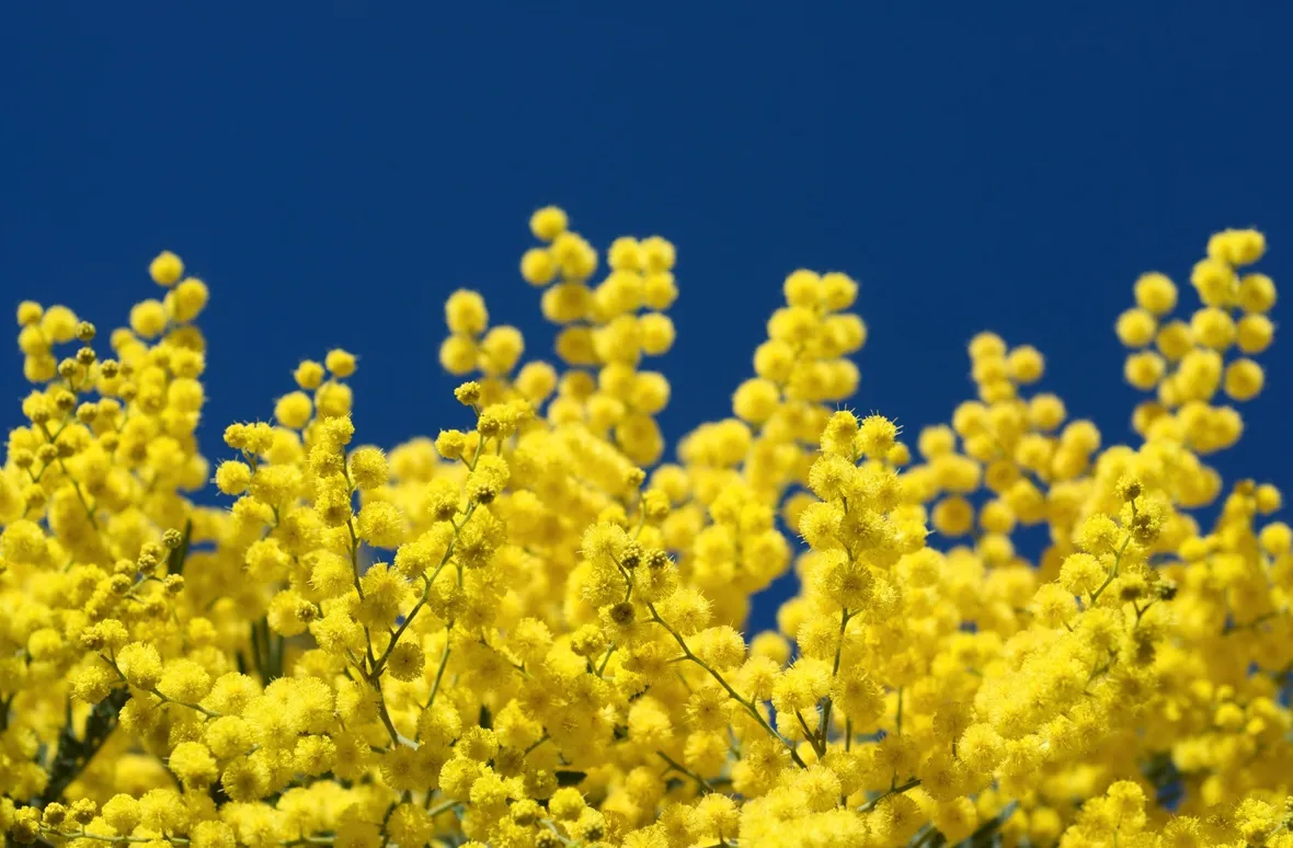 Mimosa  