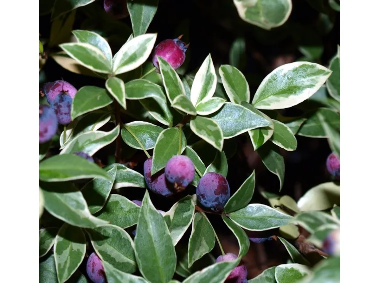 mirto variegato