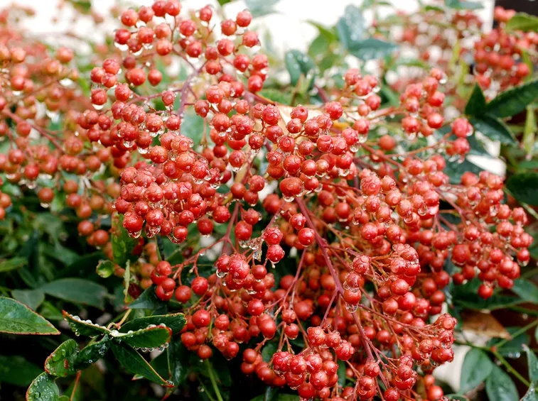 nandina