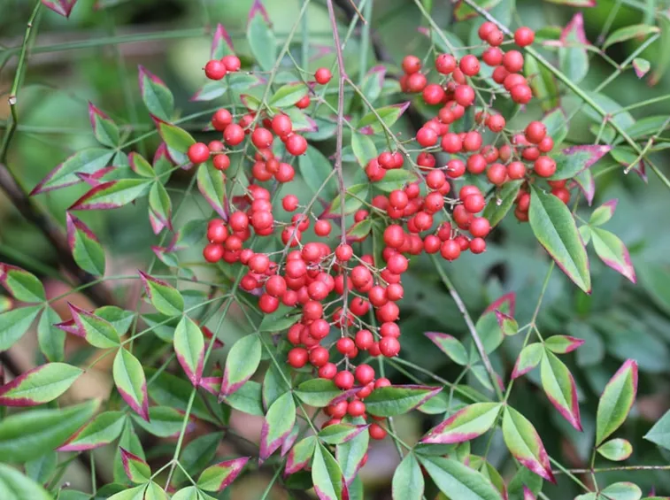 Nandina