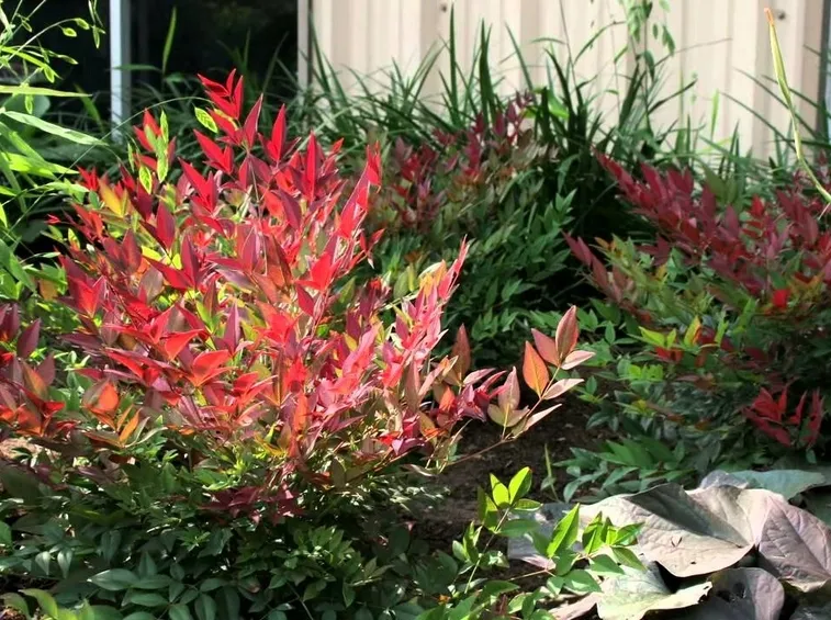 nandina domestica