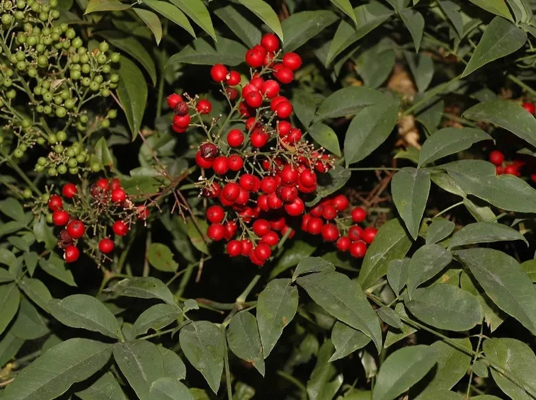nandina