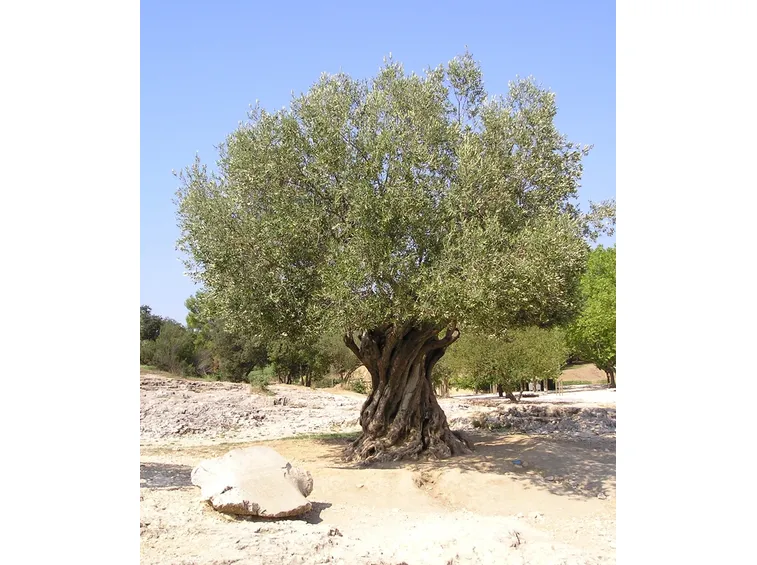 Ulivo