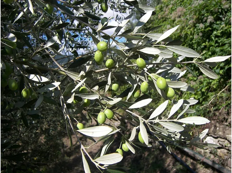Ulivo