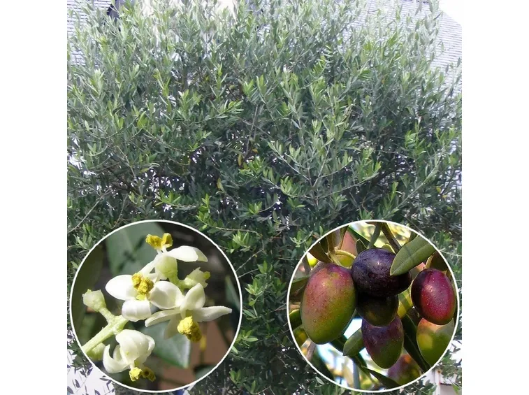 olea europea