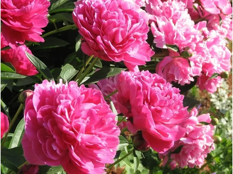 peonia bianca