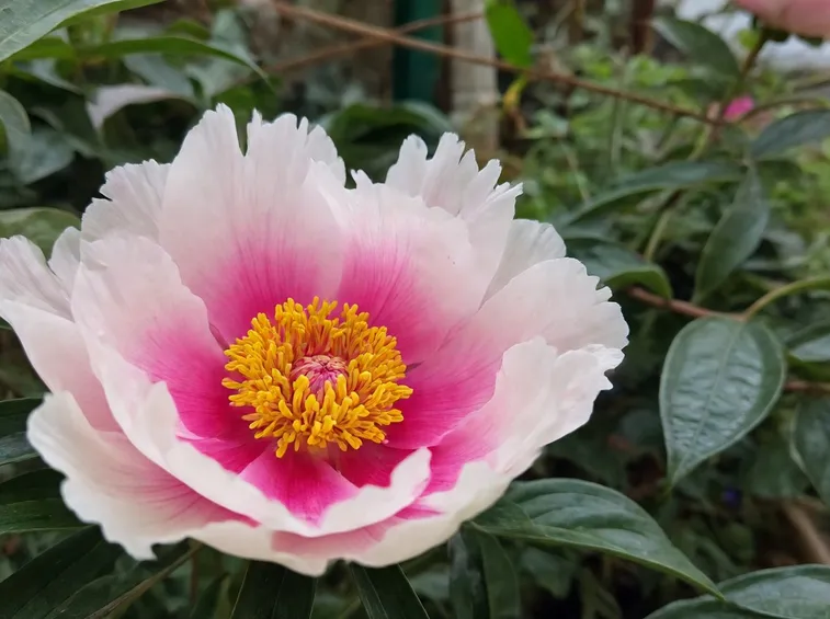 peonia rosa