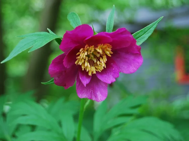 coltivare le peonie