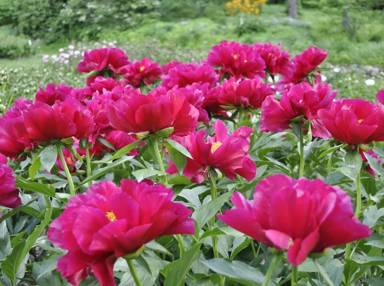 peonie fiorite