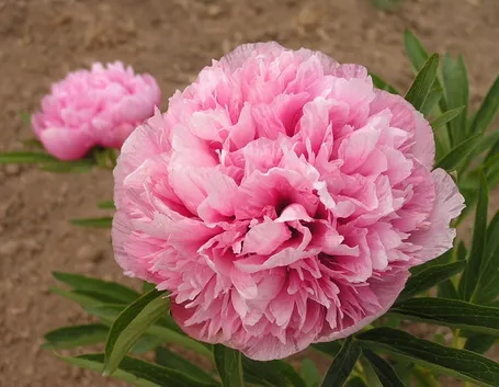 Peonie