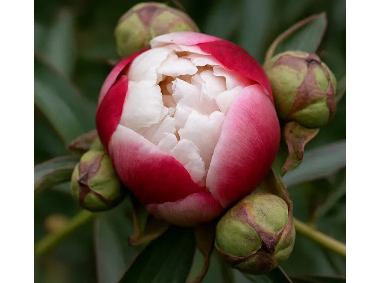 Specie di peonie