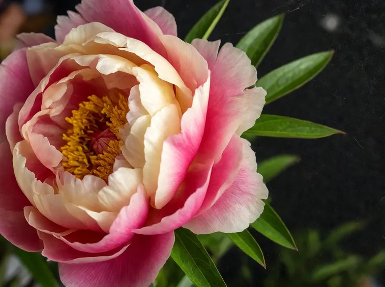 fiore di peonia