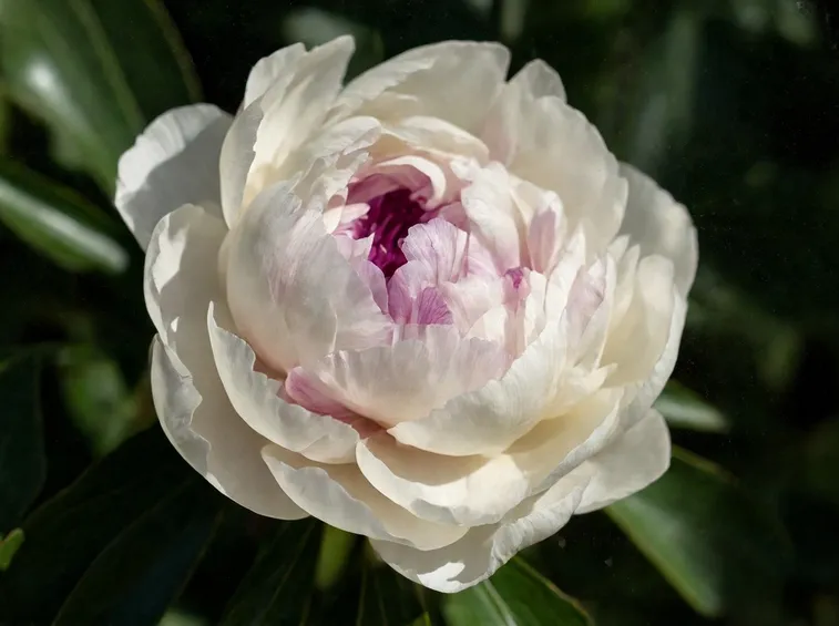 peonia bianca