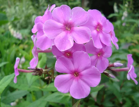 Phlox