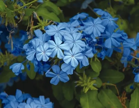 Plumbago