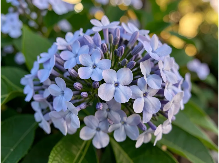 fiori plumbago