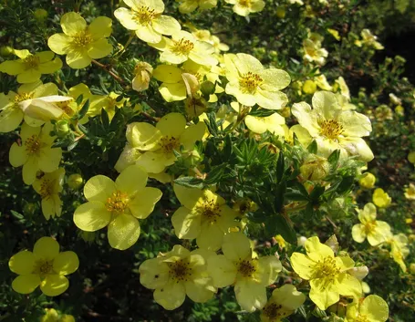 potentilla fructicosa red ace