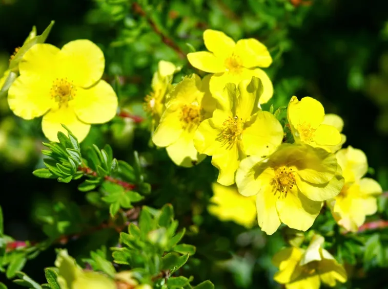rusticità potentilla