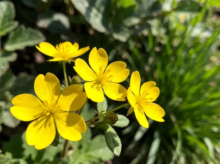 potentilla aurea