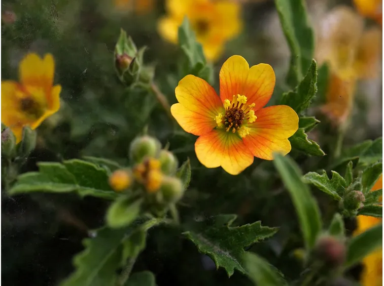 Annaffiature potentilla