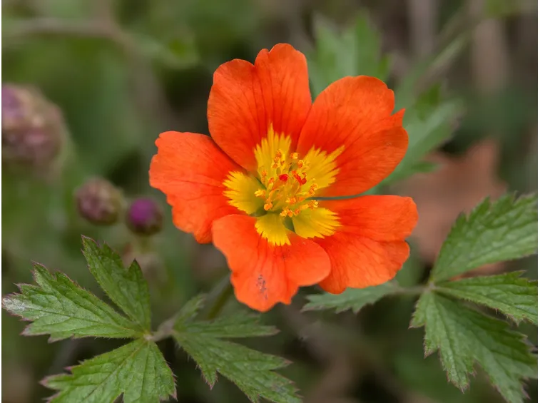 potentilla scarlatta