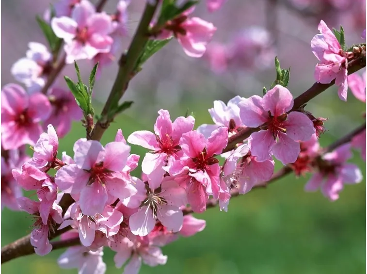 prunus persica
