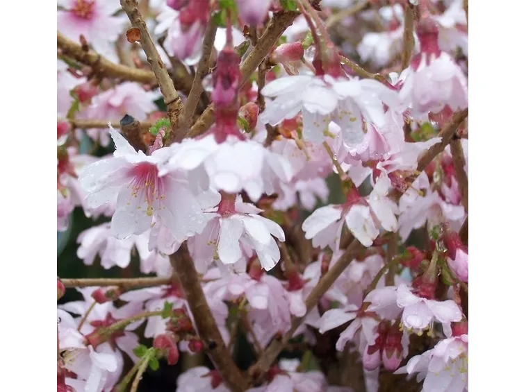 prunus incisa