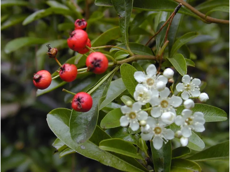 pyracantha angustifolia