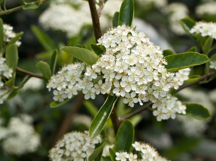 pyracantha coccinea