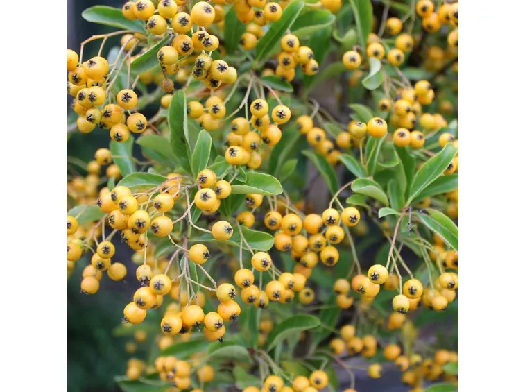 pyracantha