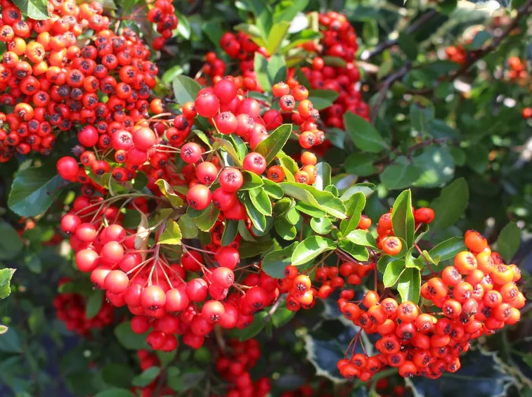 bacche pyracantha