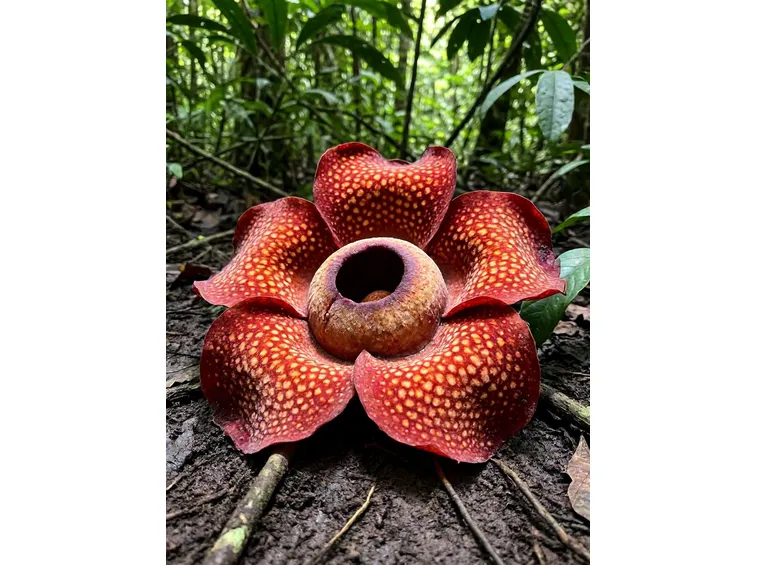 fiore rafflesia