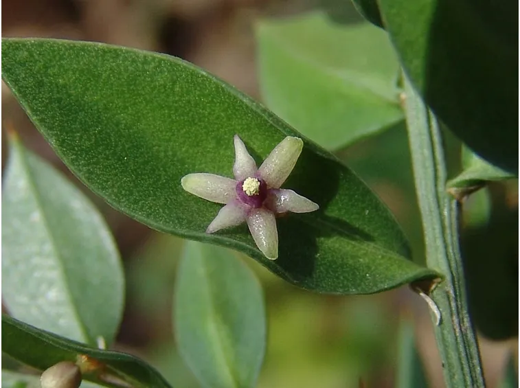 fiore rusco
