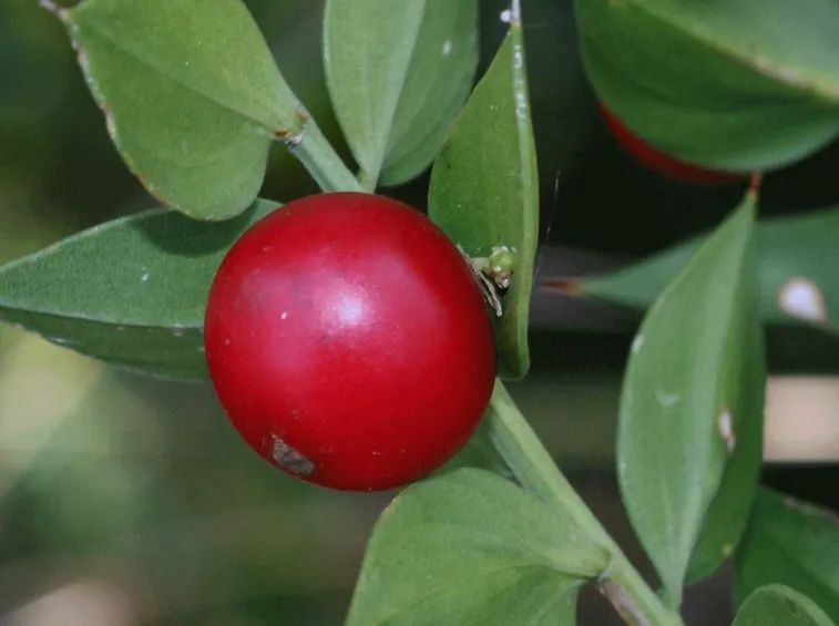 ruscus aculeatus
