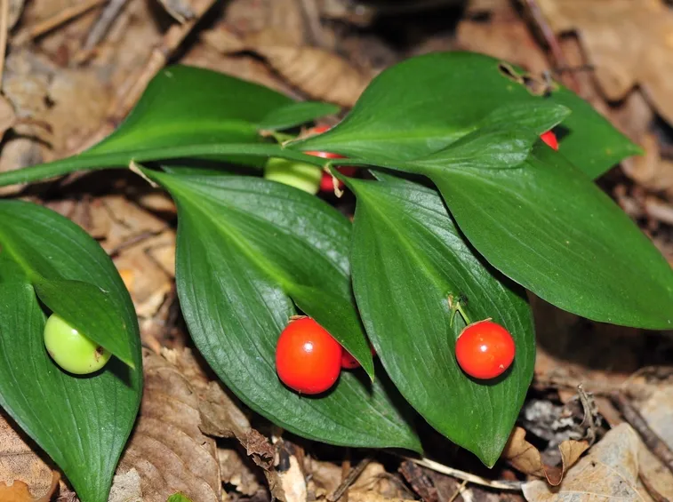 ruscus hypoglossum
