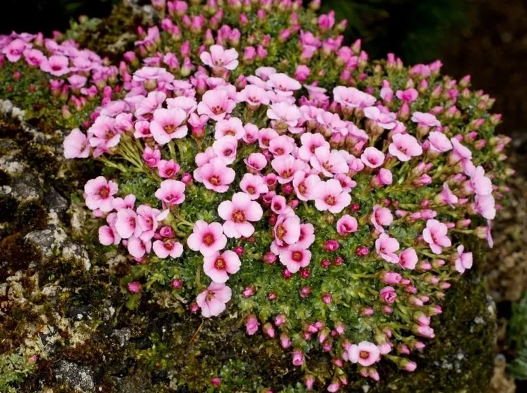 saxifraga laka