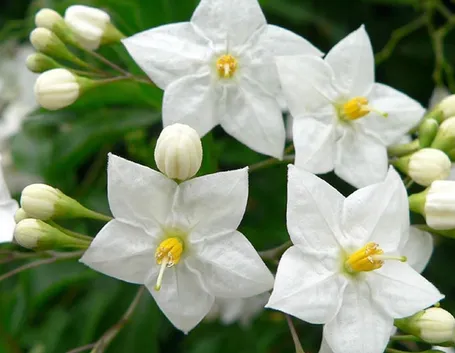Solanum jasminoides