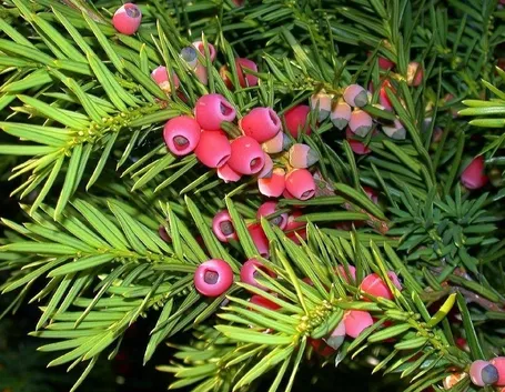 Tasso - albero