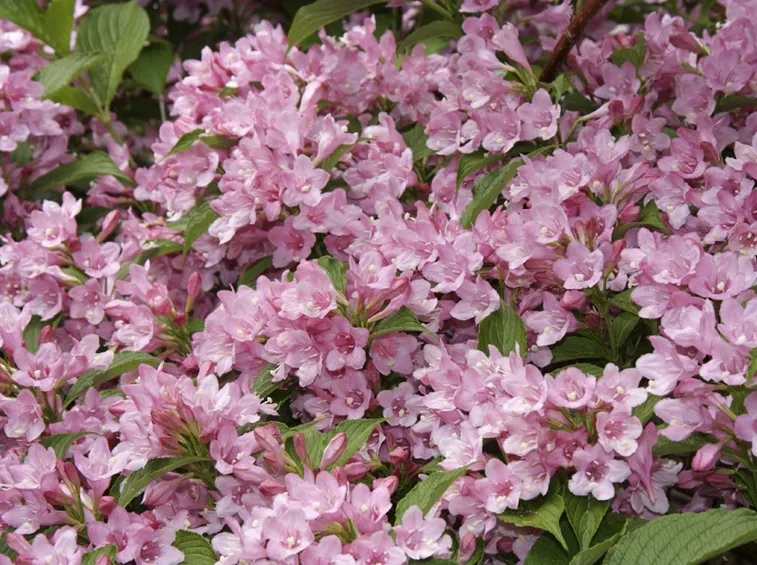 veigelia