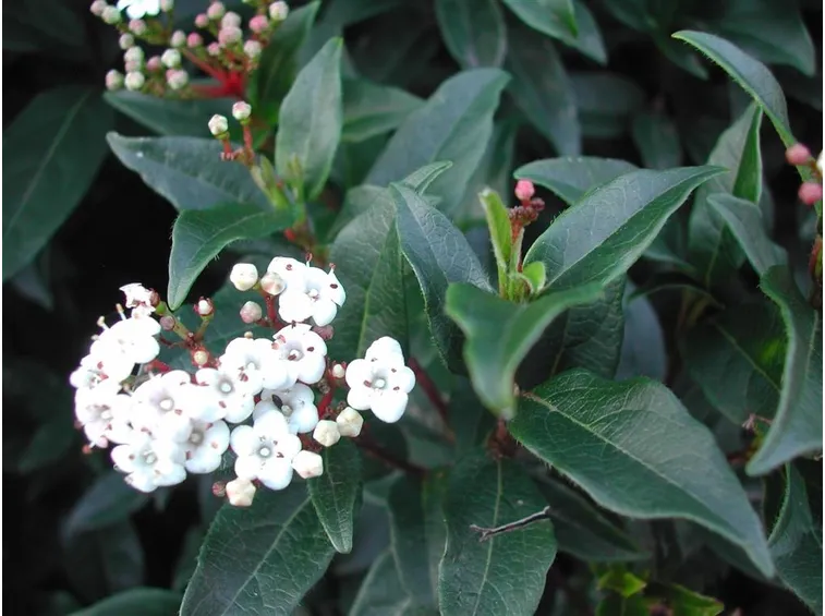Viburnum tinus