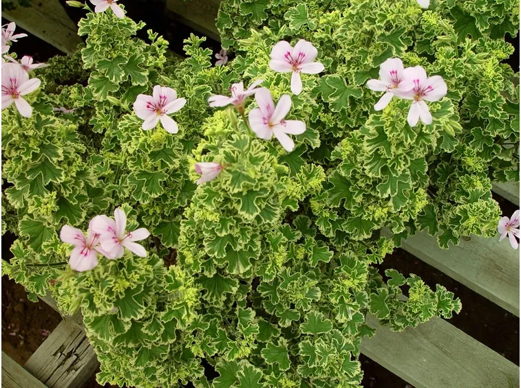 Charmay Snowflurry: Profumo di rosa