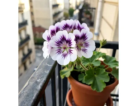 piante da balcone