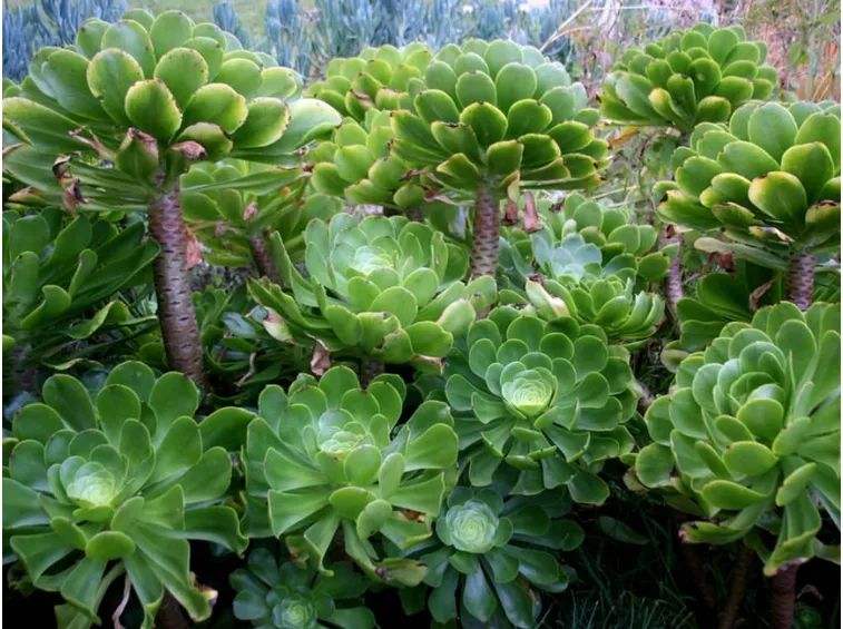 aeonium foglie