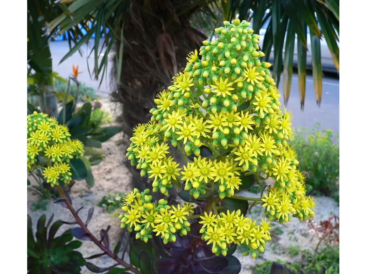 aeonium arboreum