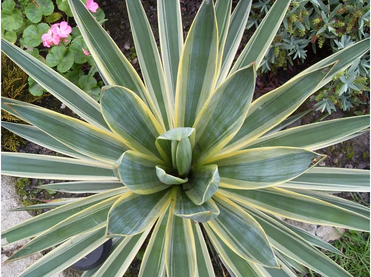 yucca