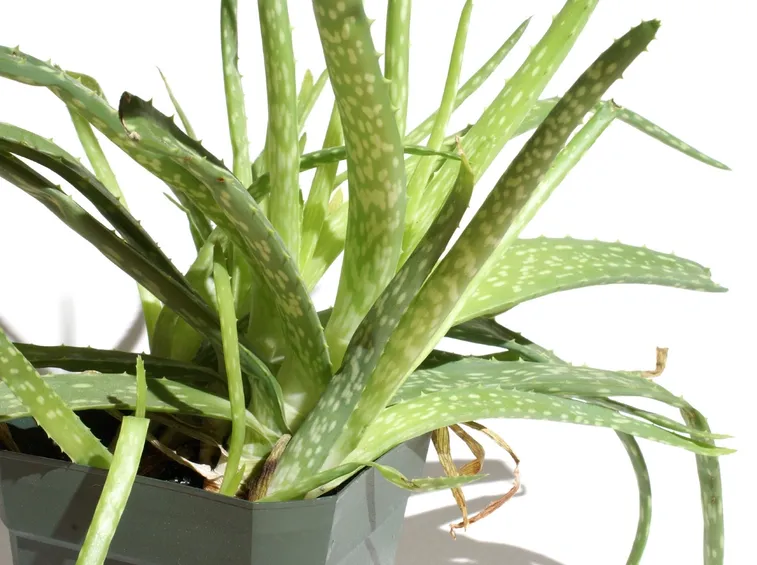 foglia aloe