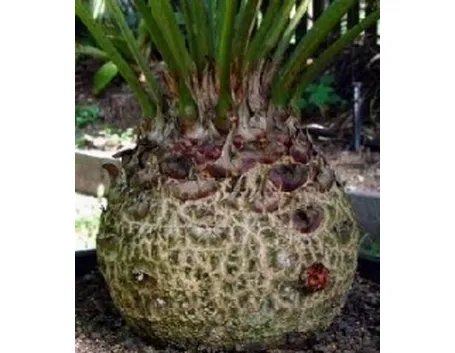 caudex